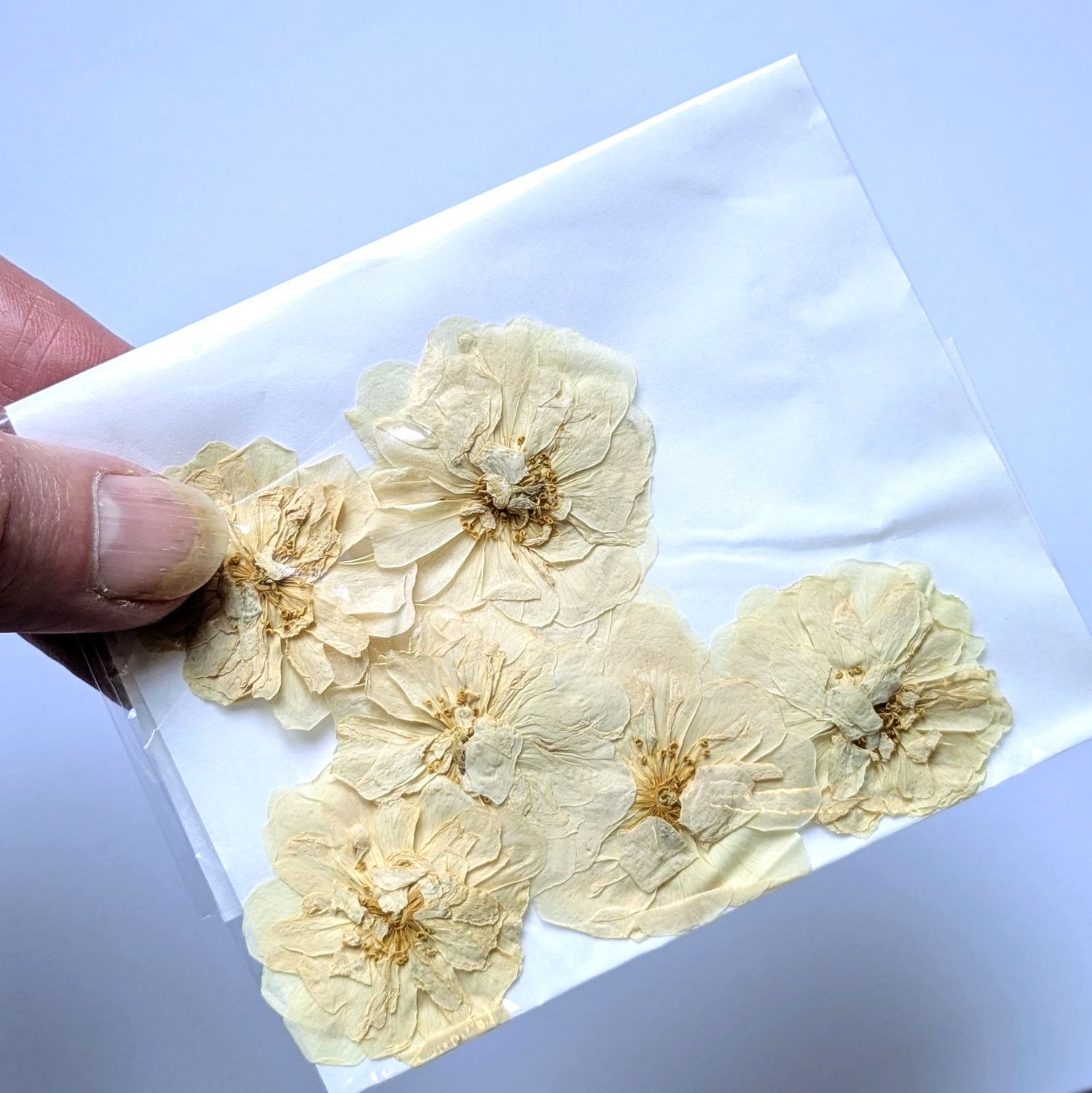 Pressed Rose cream 7 pack UK grown pressed roses cream