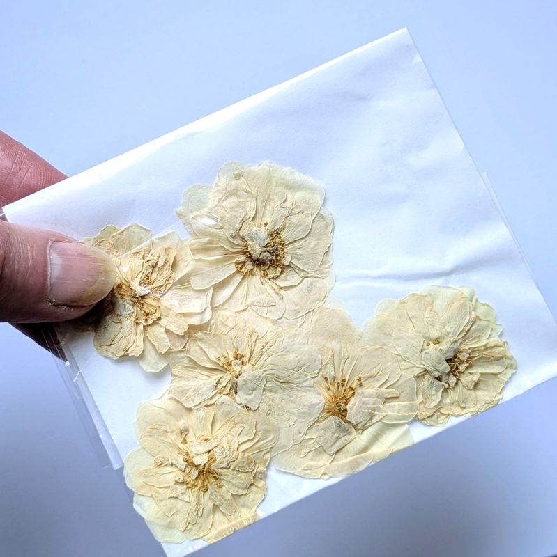 Pressed Rose cream 7 pack UK grown pressed roses cream