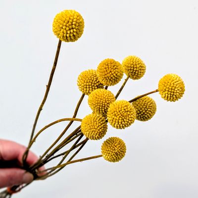 yellow billy buttons