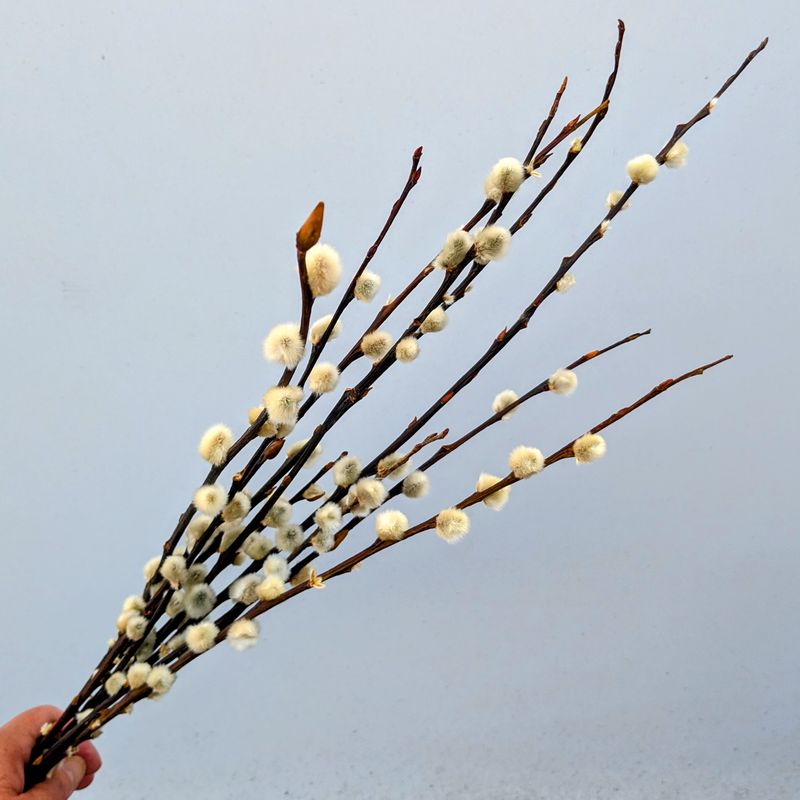 Pussy willow 10 stems dried - Salix bunch UK Seconds cheap pussy willow