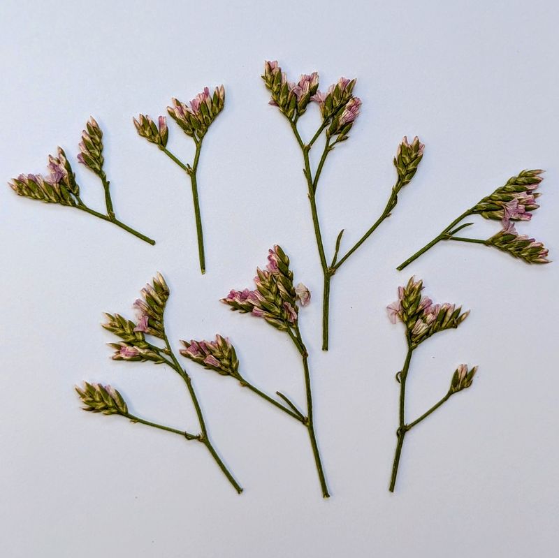 limonium pressed