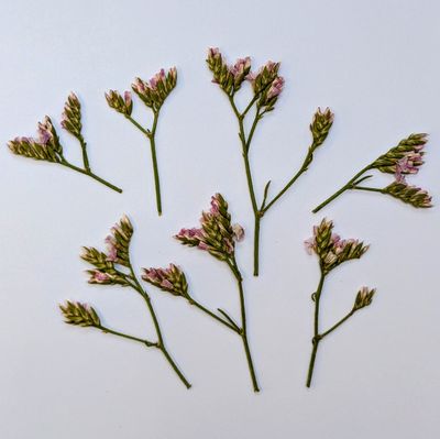 limonium pressed