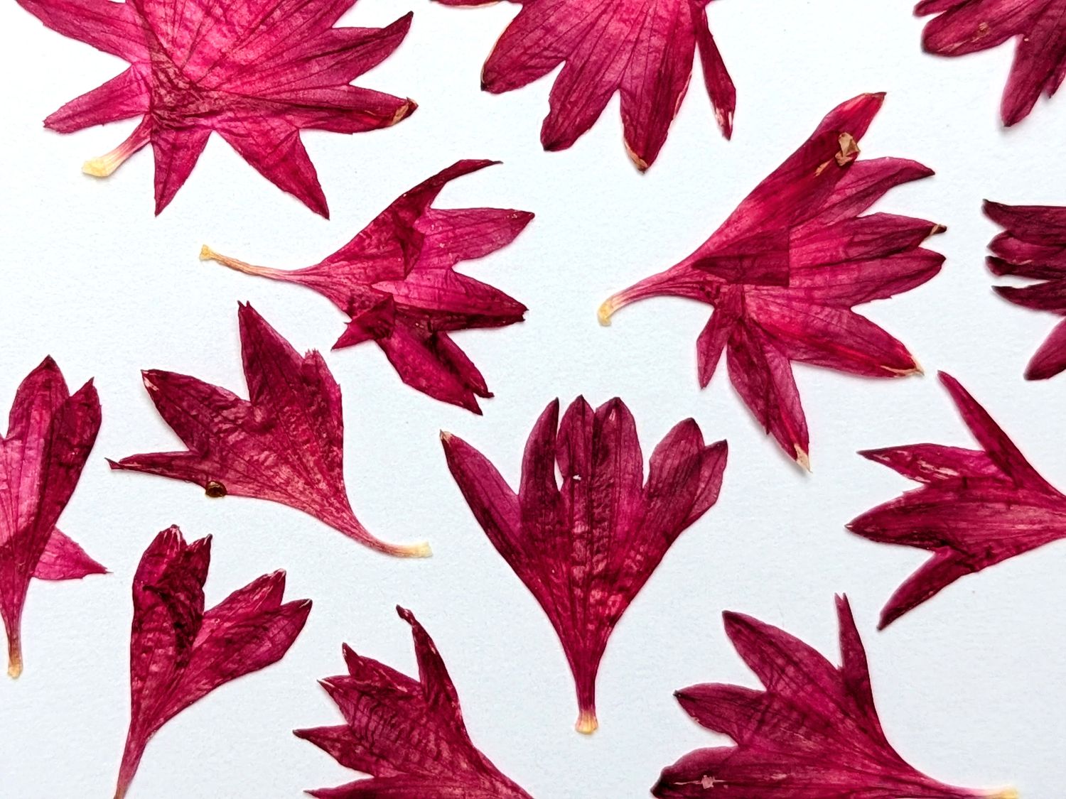 red cornflower pressed