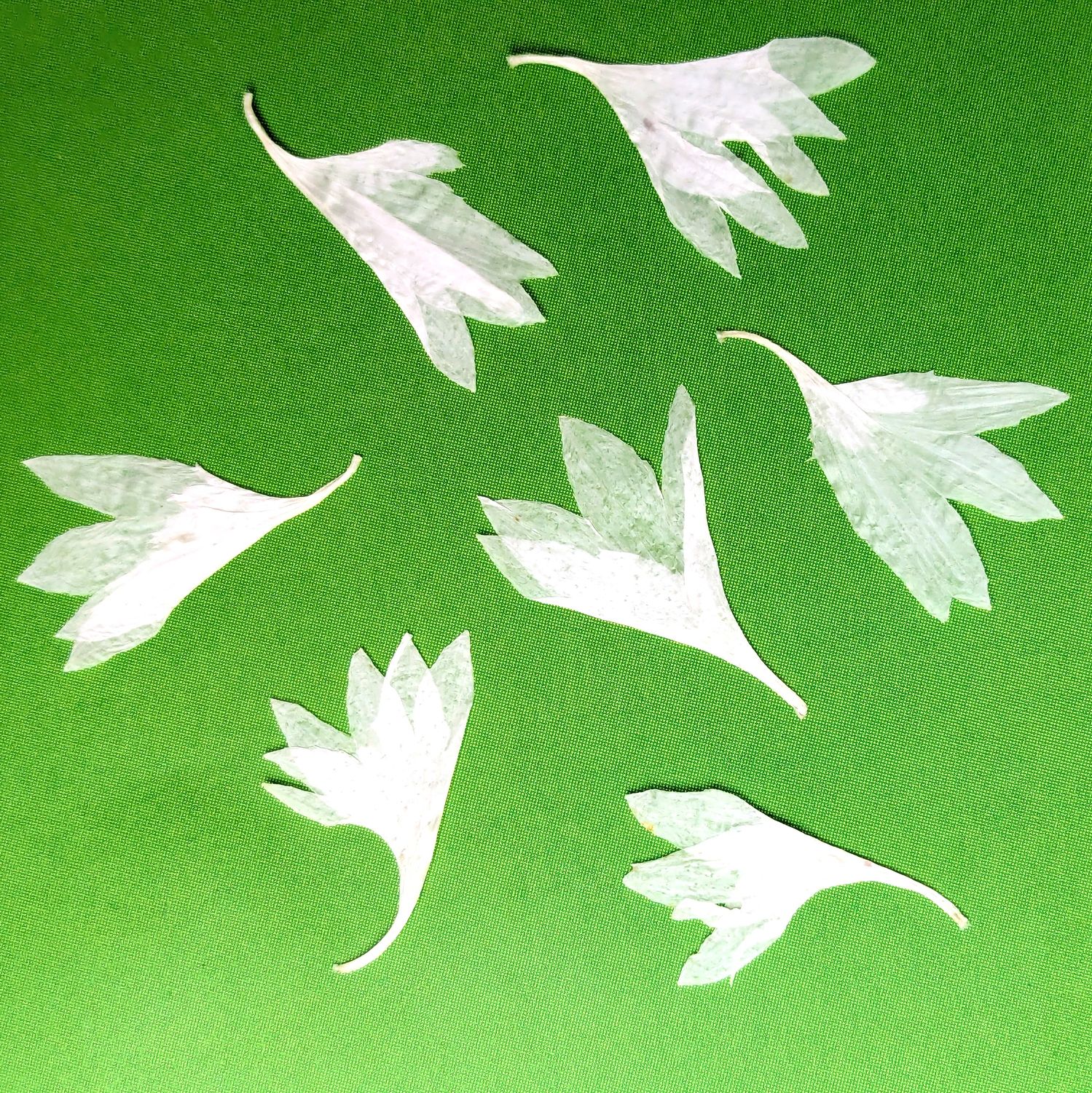 pressed cornflower petals white