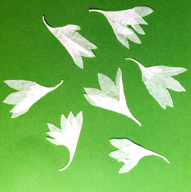 Pressed Cornflower petals white 7 pack UK pressed cornflower petals white