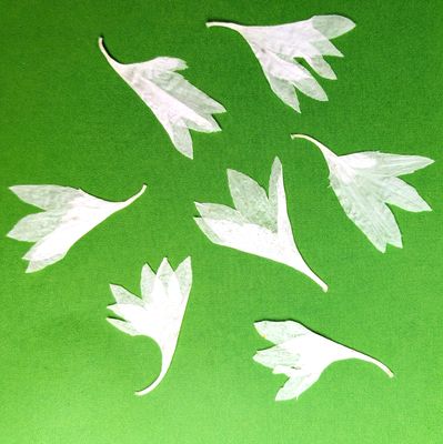 pressed cornflower petals white