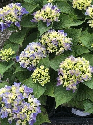 Hydrangea Blue Sunset 1 gal