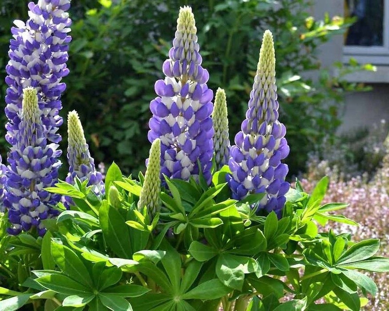 Lupine Mini Bicolor Blue 1 gal