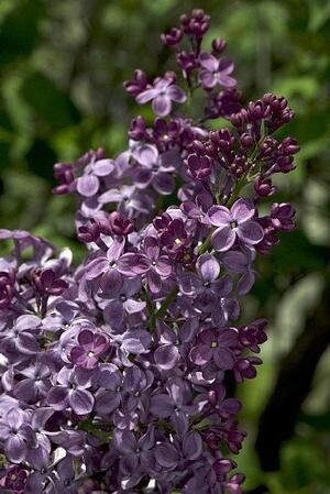 Lilac Pocahantas