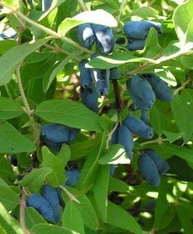 Honeyberry &#39;Cinderella&#39;