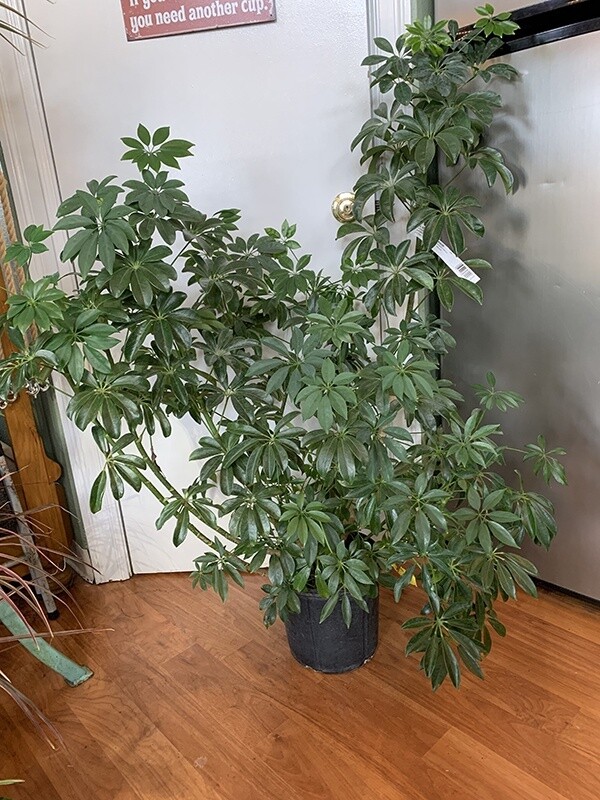 Schefflera