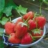 Strawberry 'Tillamook'
