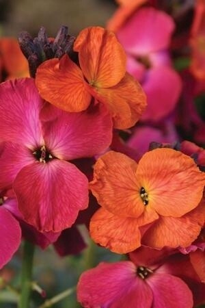 Wallflower winter orchid