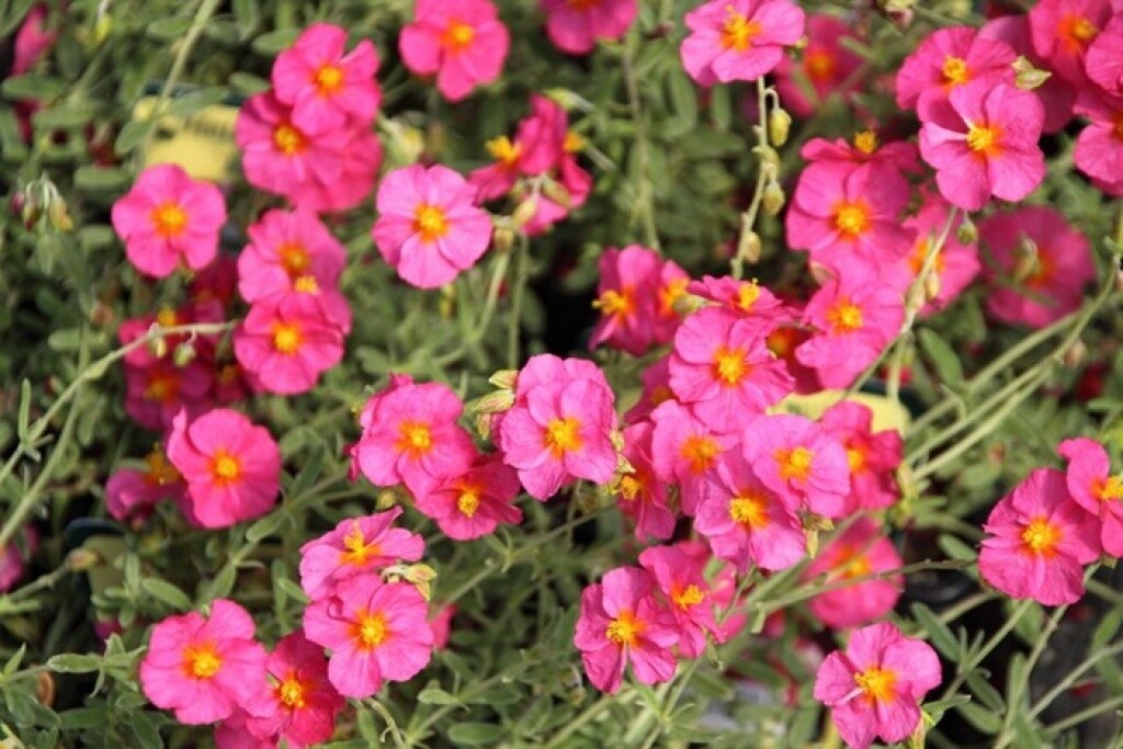 Sunrose &#39;Ben Hope&#39; 4&quot;