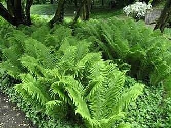 Ostrich Fern The King 4&quot;