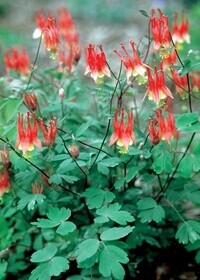 Aquilegia little lanterns