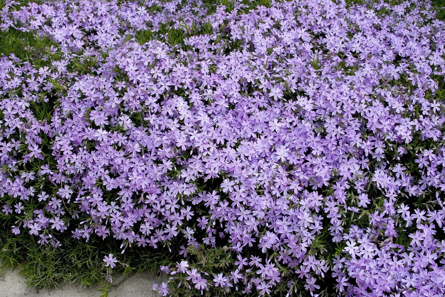 Creeping Phlox Emerald Blue 4&quot;