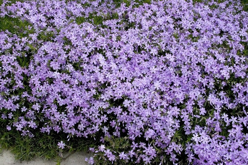 Creeping Phlox Emerald Blue 4"