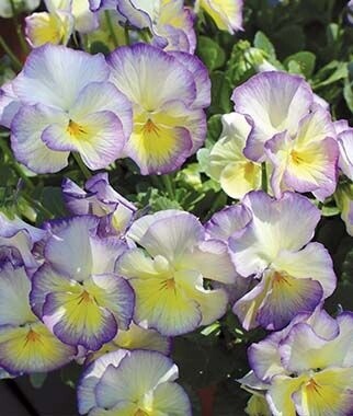 Viola Magnifiscent Sweetheart