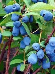 Honeyberry &#39;Borealis&#39;