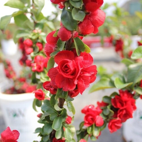 Double Scarlet FlwQuince