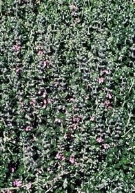 Germander 4&quot;