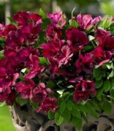 Alstroemeria Colorita Tamara  Dark Purple 6"