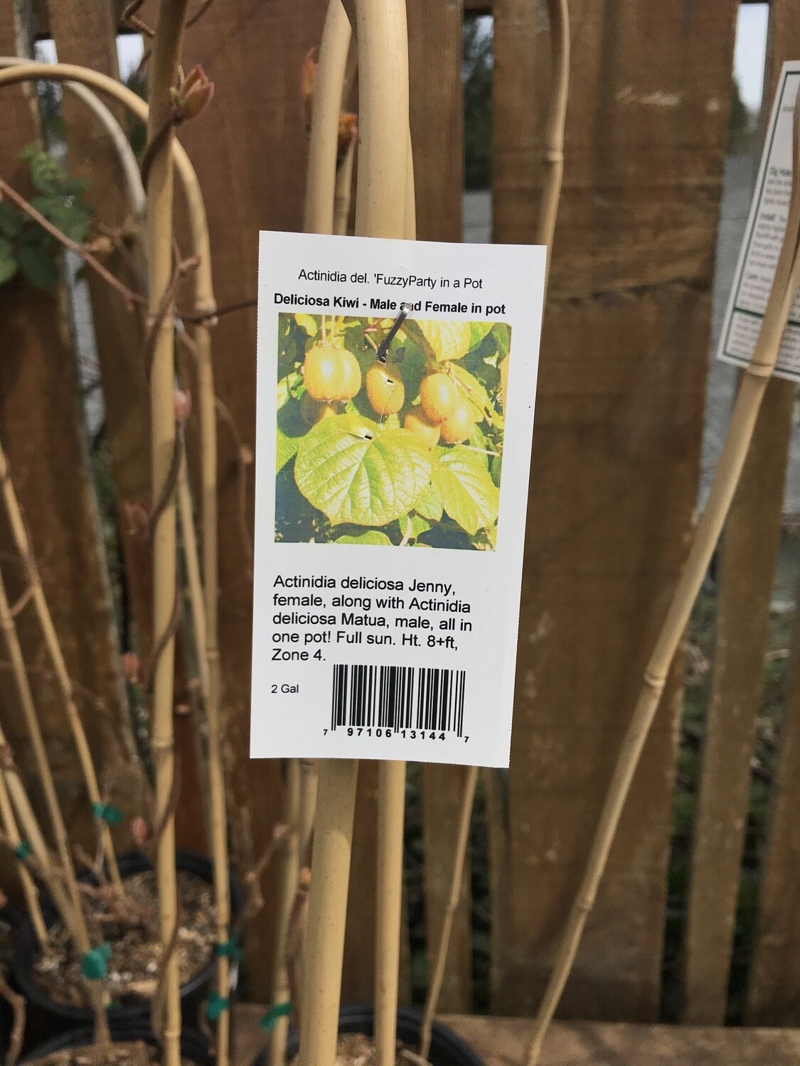 Fuzzy Kiwi &#39;Party in a Pot&#39;