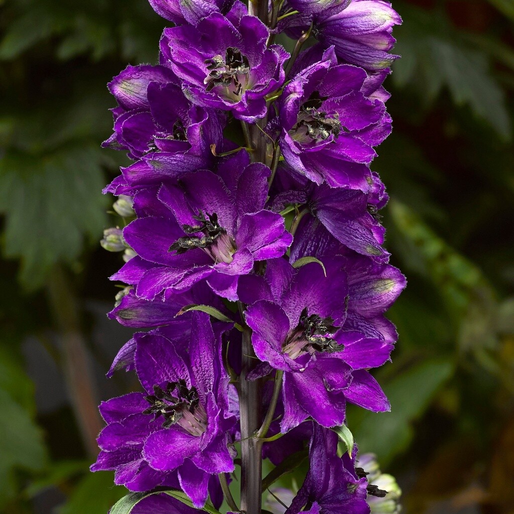 Delphinium &#39;Delphina Dk Blue Black Bee&#39;