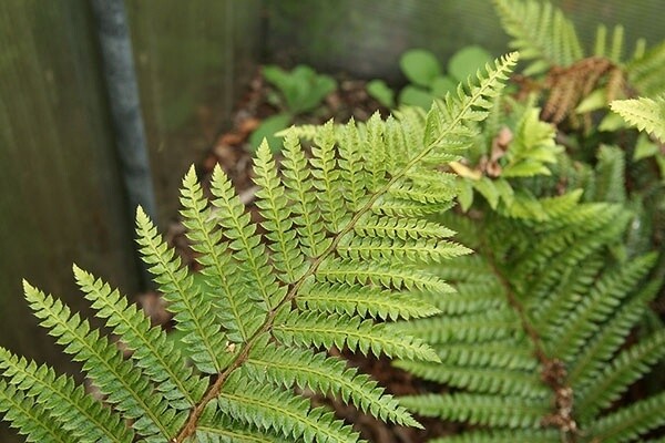 Tassel Fern 4&quot;