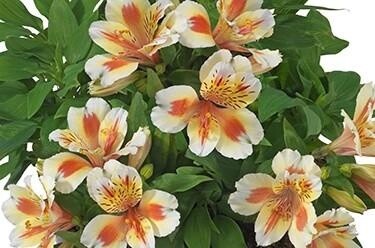 Alstroemeria &#39;Inticancha Sunset&#39;