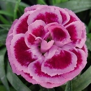 Dianthus 'SupTroup Lilac on Purple'