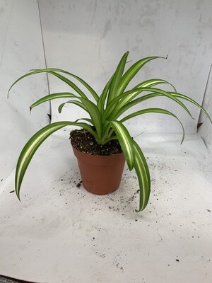 Spider Plant 4"
