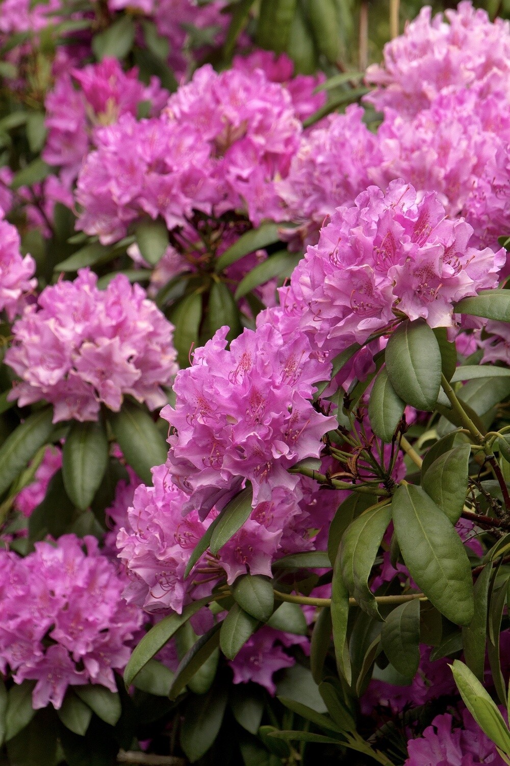 Rhody RoseElegans #6