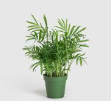 Palm  Neanthe Bella 6&quot;