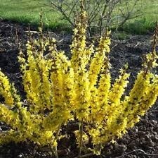 Forsythia Show Off