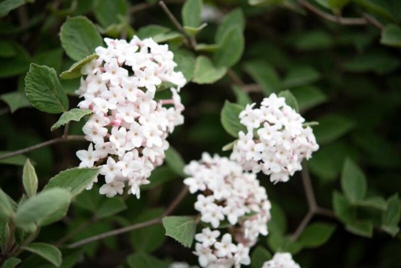 Korean Spice Viburnum 2 gal