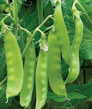 Oregon Sugar Pod  Org