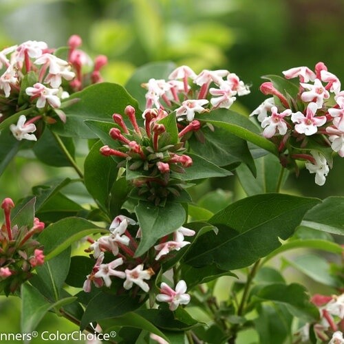 Abelia Sweet Emotion True #2