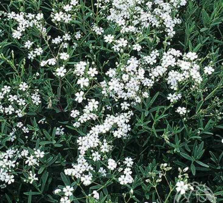 Creeping WhiteBabyBreath 4&quot;