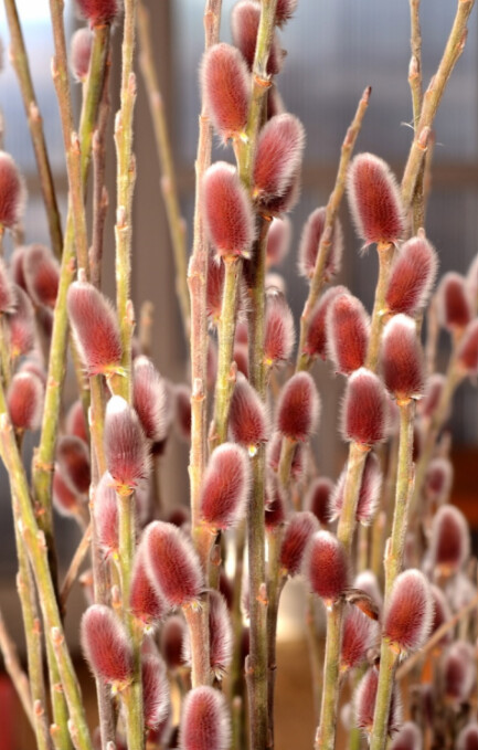 Pink Pussy Willow 2 gal