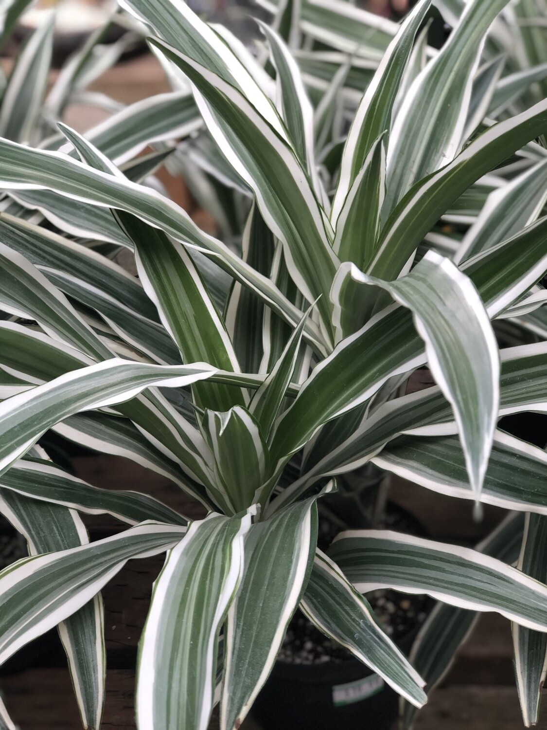 Dracaena White  Stripe 6&quot;