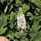 Mint Grapefruit 4&quot;
