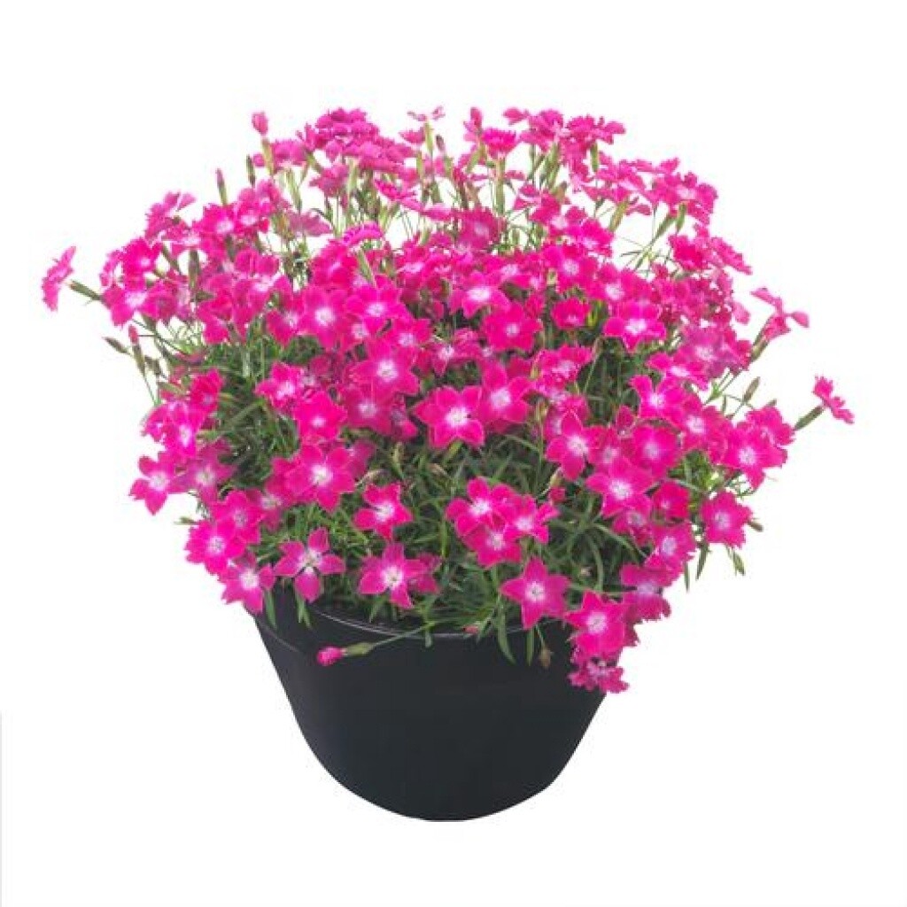 Dianthus &#39;Kahori Scarlet&#39;