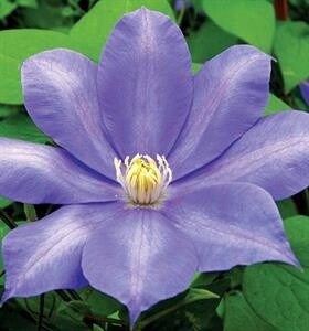 Clematis HF Young 1 gal