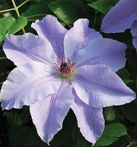 Clematis VancouverDebDahl 1 gal