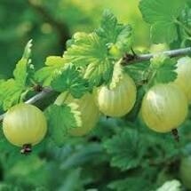 Gooseberry 'Pixwell'