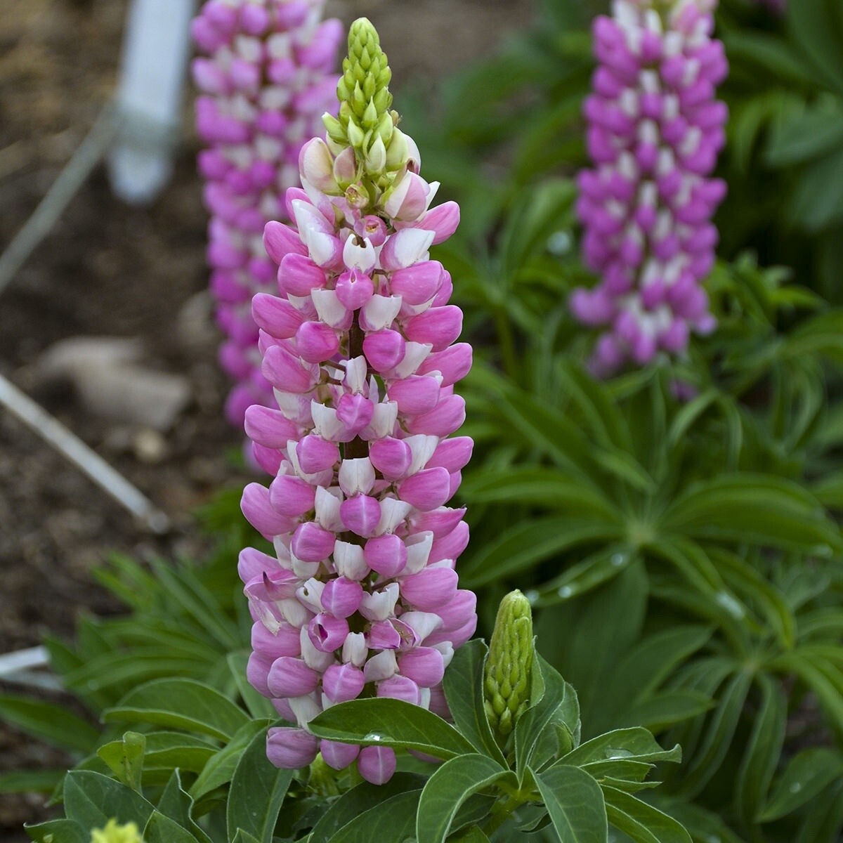 Lupine Mini Bicolor Pink