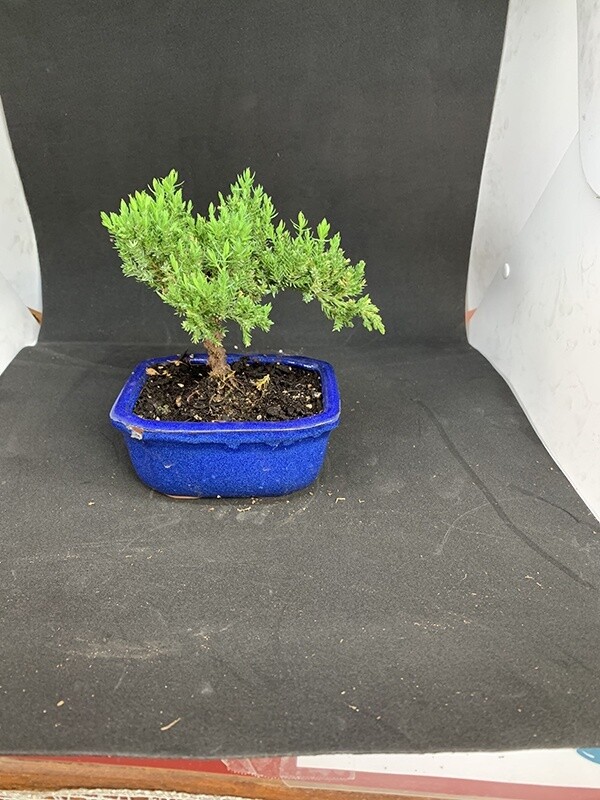Bonsai Juniper 5&quot;