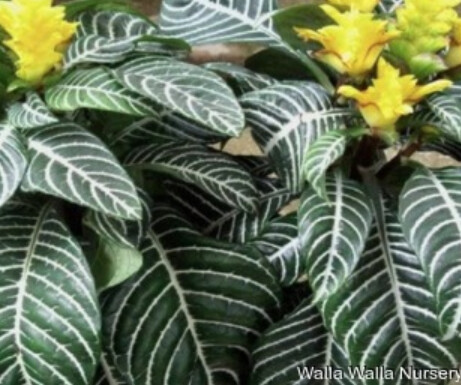 Zebra Plant 6&quot;